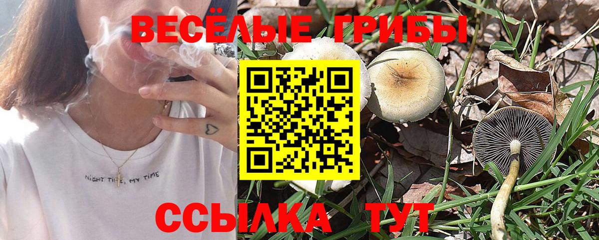Галлюциногенные грибы Psilocybine cubensis Елец